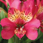 Hayloft Exclusive Romantic Alstroemeria Collection - 3 x 9cm pots