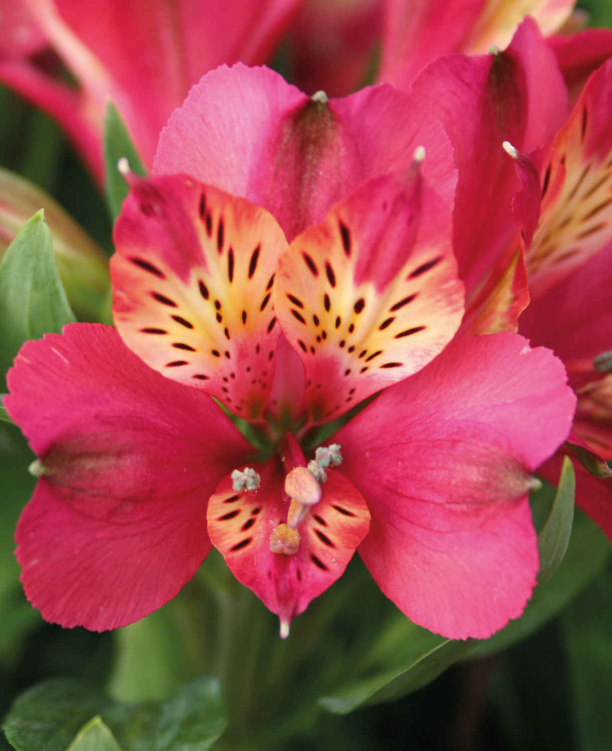 Hayloft Exclusive Romantic Alstroemeria Collection - 3 x 9cm pots