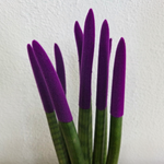Snake Plant Velvet Touch - Sansevieria Cylindrica - Height 20-40cm - ⌀9cm | Purple