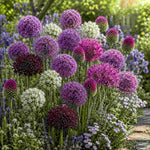 Allium Ultimate Mix - Pack Of 50 Mixed Allium Bulbs | 50 x Bulbs | Multi