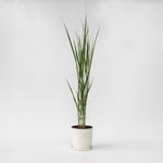 Switch Grass - Panicum Virgatum 'northwind' - Height 40-60cm - ⌀23cm | Set-of-1 | Green
