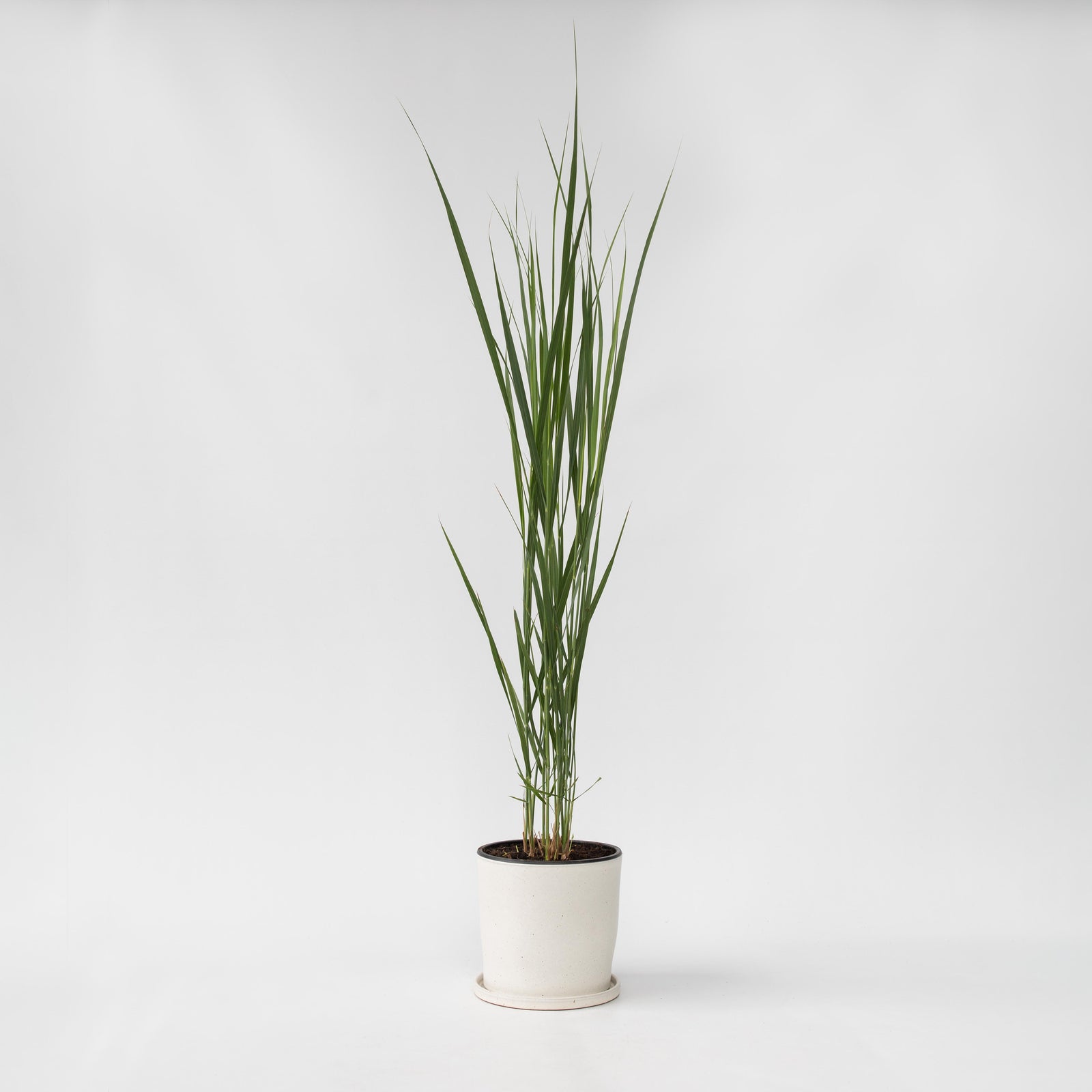 Switch Grass - Panicum Virgatum 'northwind' - Height 40-60cm - ⌀23cm | Set of 1 | Green