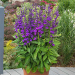 Lobelia 'starship Blue' | 1 x 2L | Multi