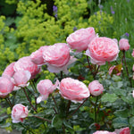 Rose 'darling' Floribunda Soft Pink Bare Root Bare Root | 1 x Bare Root | Pink