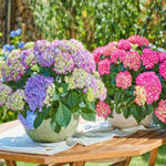 Hydrangea Macrophylla Tabletensia Duo - 10.5cm pots | Set-of-6 | Pink & Purple