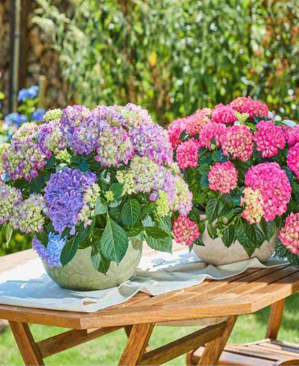 Hydrangea Macrophylla Tabletensia Duo - 10.5cm pots | Set-of-6 | Pink & Purple