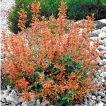 Agastache Kudos Mandarin - Plug Plants | 3 x Plug Plants | Orange