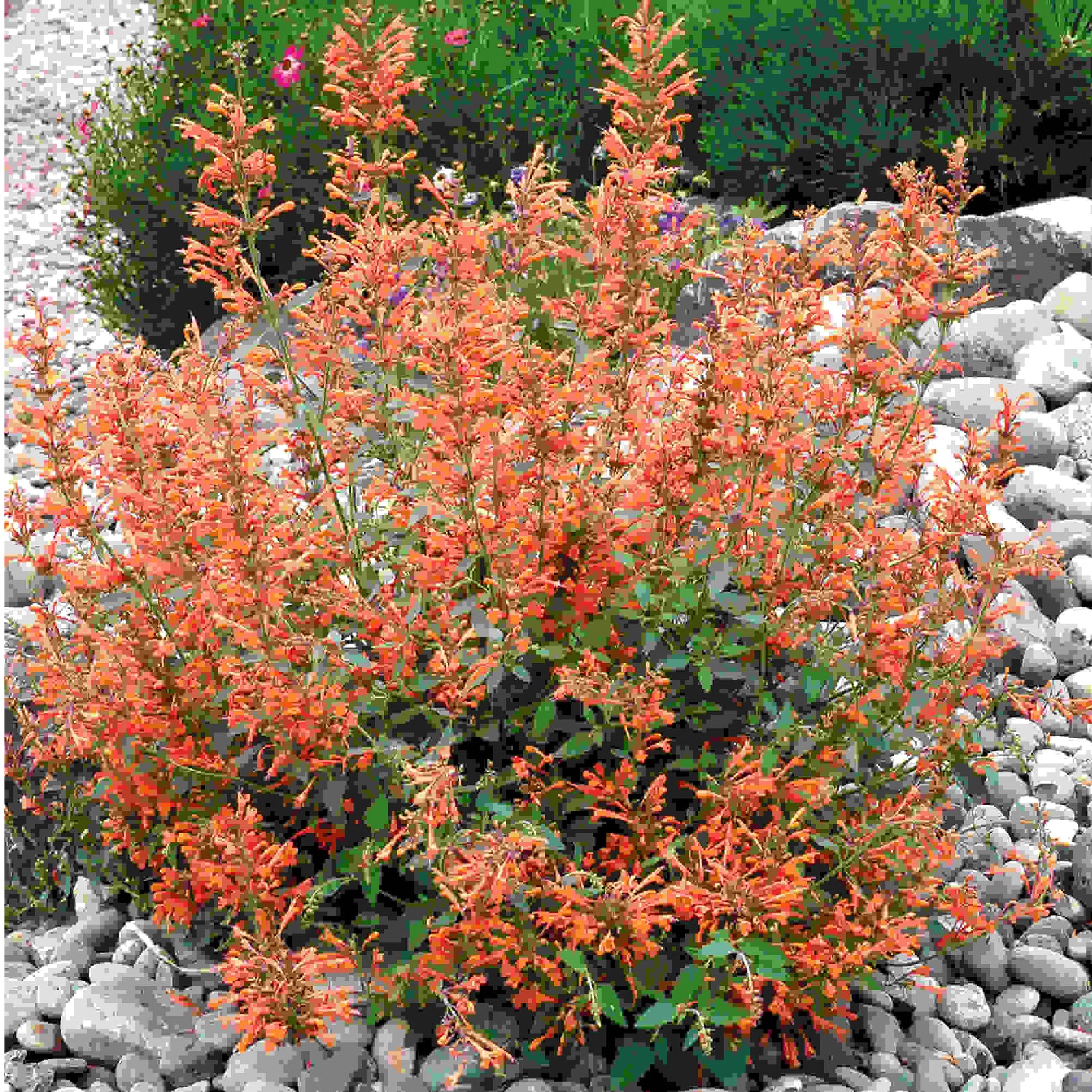 Agastache Kudos Mandarin - Plug Plants | 5 x Plug Plants | Orange