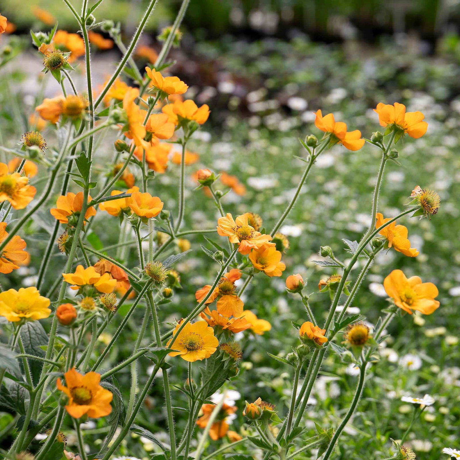 Geum Plant Collection - 3-variety Perennial Pack | 6 x Jumbo Plugs | Red