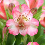 Hayloft Alstroemeria Pitchoune 'charlotte' - 3 x 9cm Pots