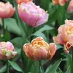 Hayloft Tulipa Pink Star - 15 Bulbs