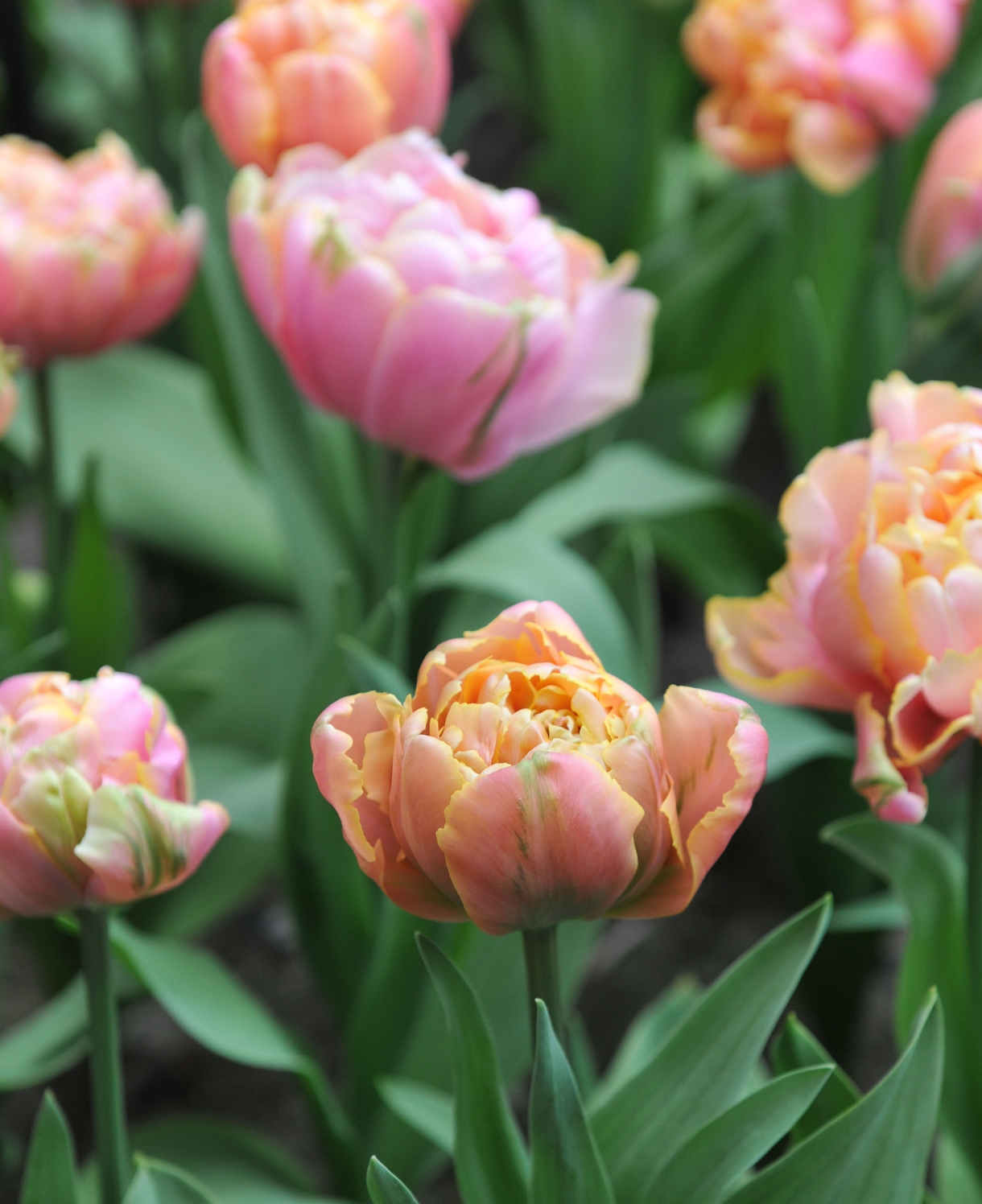 Hayloft Tulipa Pink Star - 15 Bulbs