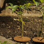 18cm Mulch Mats Pack Of 10