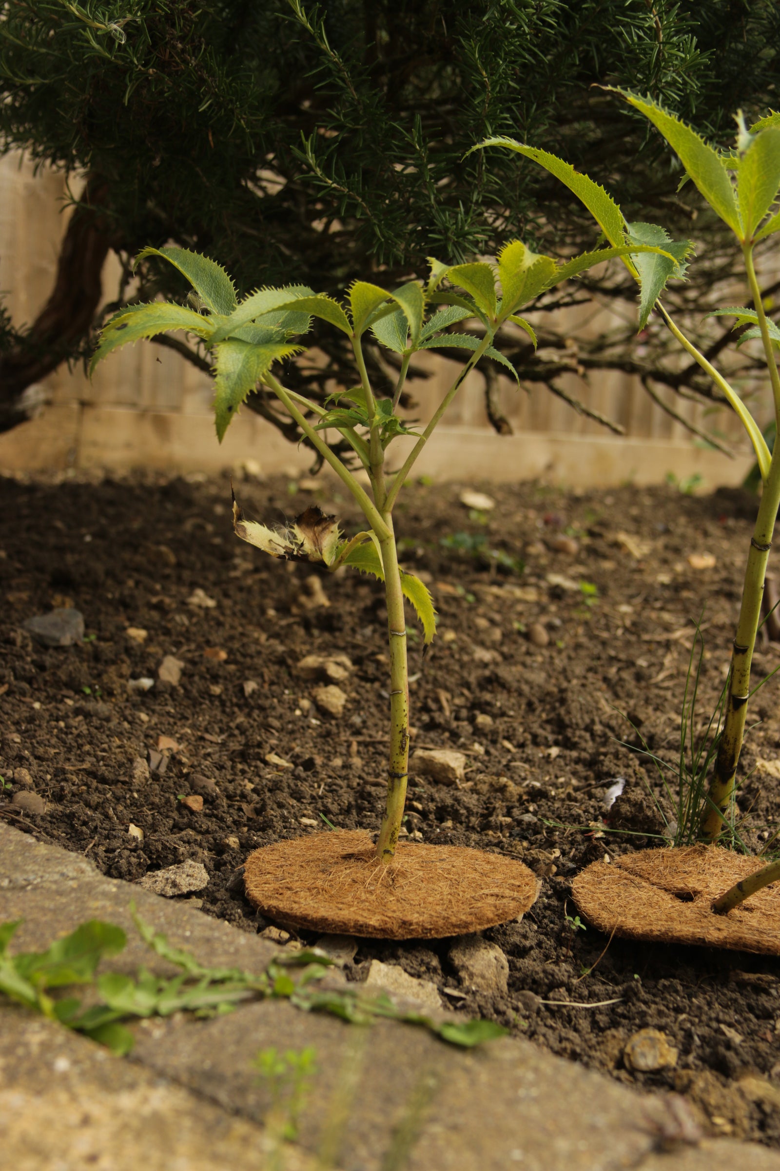 50cm Mulch Mats Pack Of 10