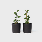 Currant Plant - 2 Pcs. - Ribes Rubrum 'jonkheer Van Tets' - H50-60cm - ⌀15cm | Set-of-2 | Red