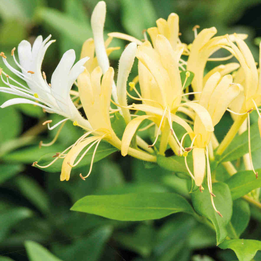 Lonicera Japonica Halliana - Evergreen Climber 2l Pot With A Cane
