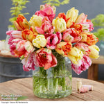 Tulip Parrot Mixed Bulbs | 16 x Bulbs