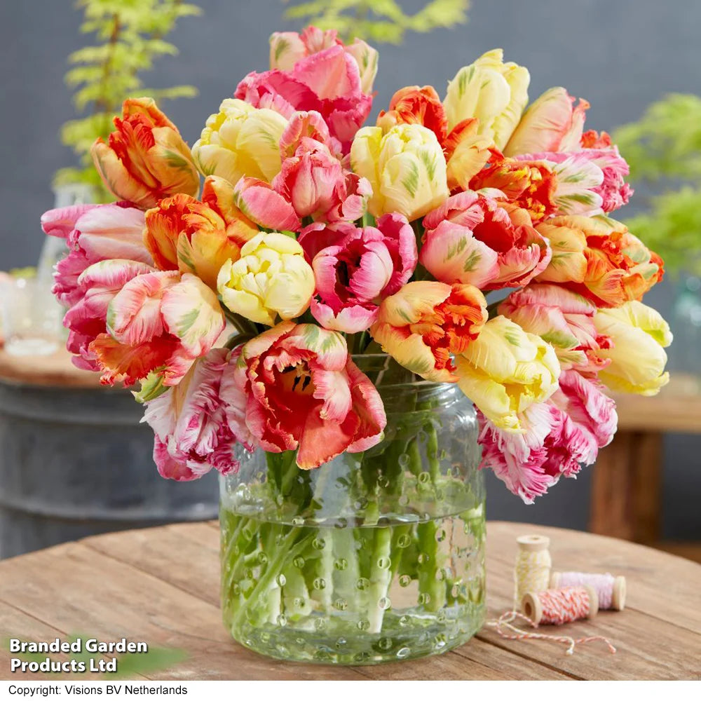 Tulip Parrot Mixed Bulbs | 16 x Bulbs