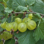 Gooseberry Standard Hinnonmaki Green 1.5l | Set of 1 | Green