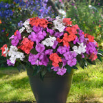 Summer Container Collection 24 Plugs