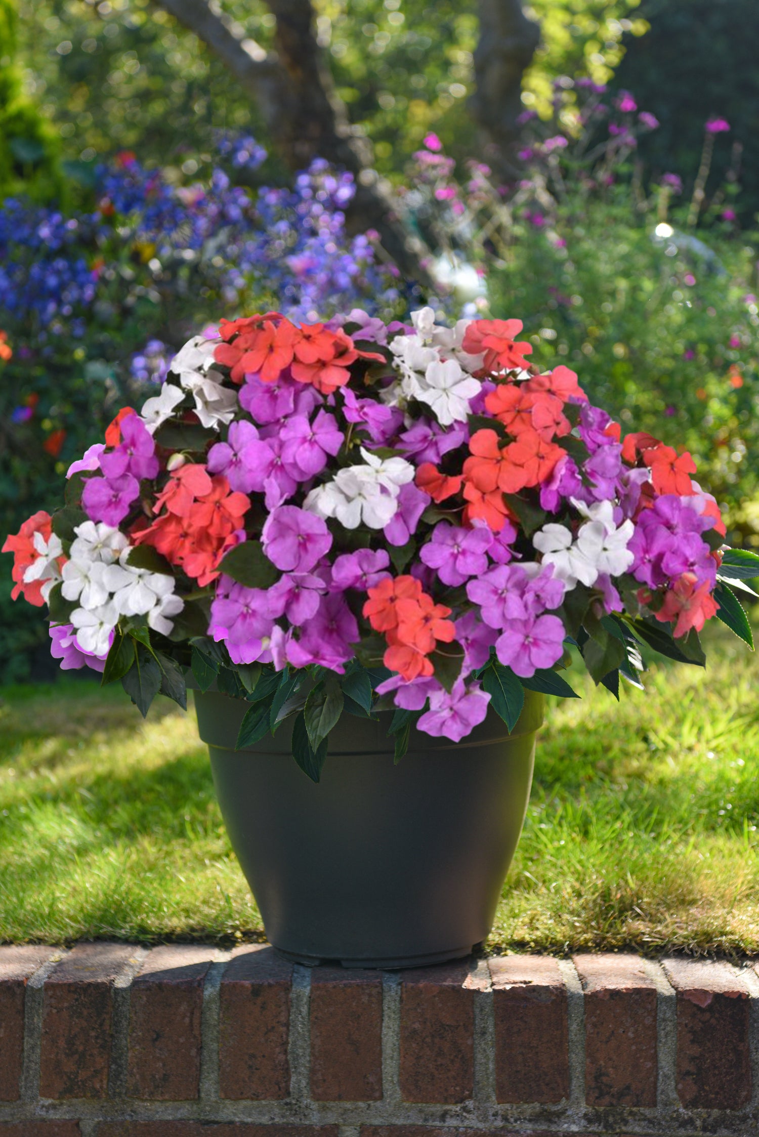 Summer Container Collection 24 Plugs