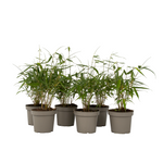 Umbrella Bamboo - 6 Pcs. - Fargesia 'asian Wonder' - Height 25-40cm - ⌀13cm | Set of 6 | Red