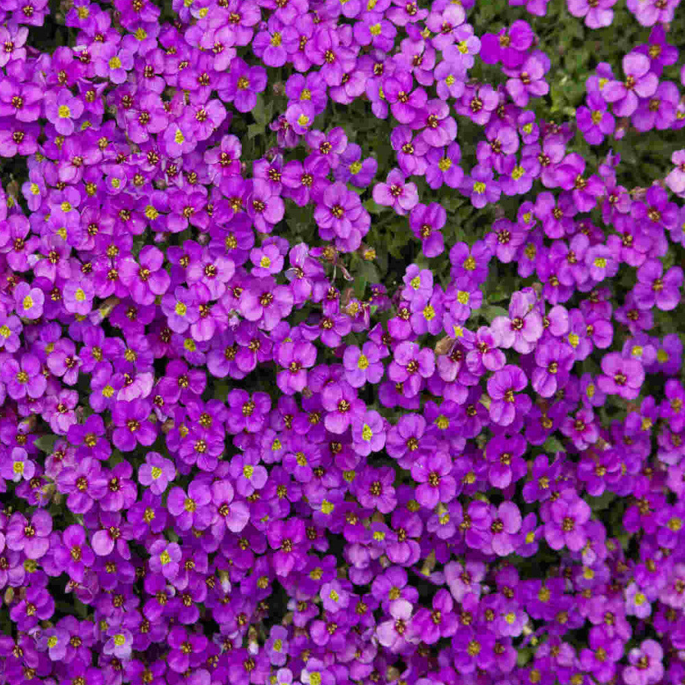 Hayloft Astonishing Aubrieta Collection -Katie Red, Purple And Blue In 9cm Pots