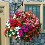 Busy Lizzie Beacon Select Mix - Disease-resistant Bedding Impatiens | 20 x Pro Grower Plugs | Multi