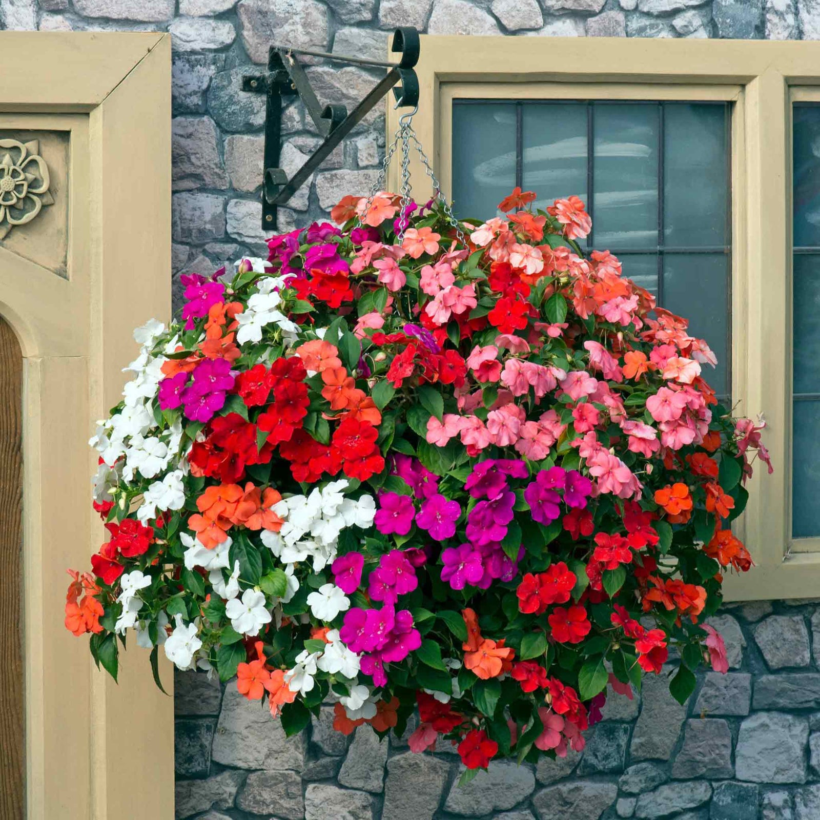 Busy Lizzie Beacon Select Mix - Disease-resistant Bedding Impatiens | 60 x Pro Grower Plugs | Multi
