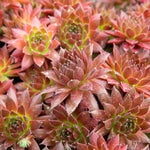 Sempervivum 'coral Red' - Hardy, Drought-tolerant For Pots & Rock Gardens | 1 x 9cm | Multi
