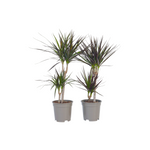Madagascar Dragon Tree - 4 Pcs. - Dracaena Marginata - Height 70-80cm - ⌀17cm | Set of 4 | Green
