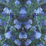 Ceanothus Concha Evergreen Lilac Shrub 2-3ft In A 3 Litre Pot