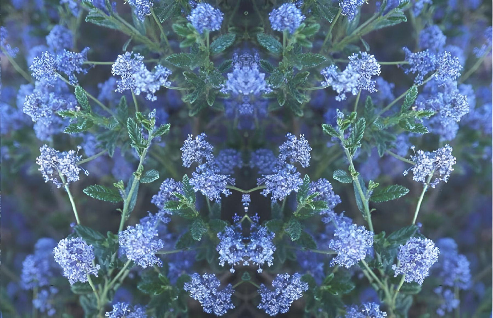 Ceanothus Concha Evergreen Lilac Shrub 2-3ft In A 3 Litre Pot