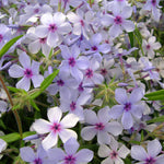 Phlox 'pink A Dot' Compact Perennial For Borders And Containers | 3 x Plug Plants | Multi Colour