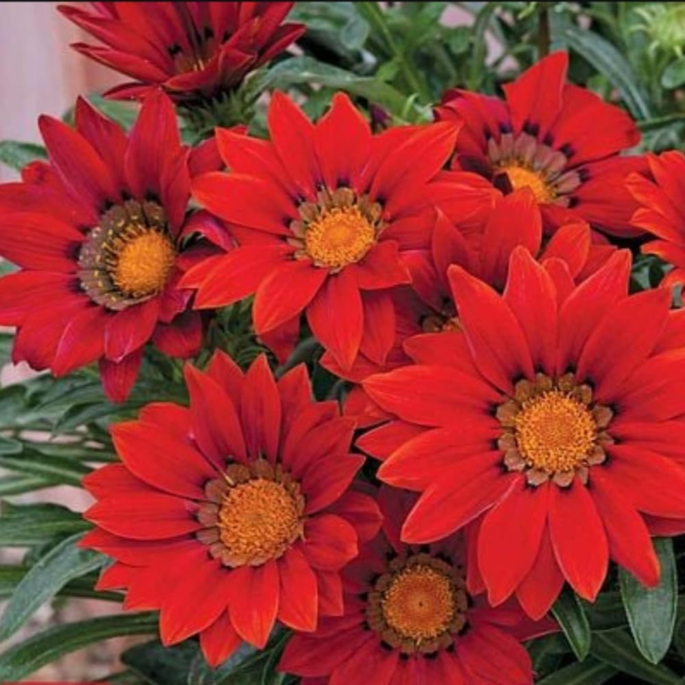Gazania Daybreak Red Shades Flowering Plants Garden Ready Plants | 12 x Garden Ready Plants