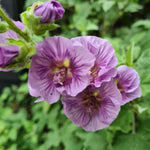 Lavatera Lilia Twirl - 9cm pot | 5 x 9cm | Light Pink