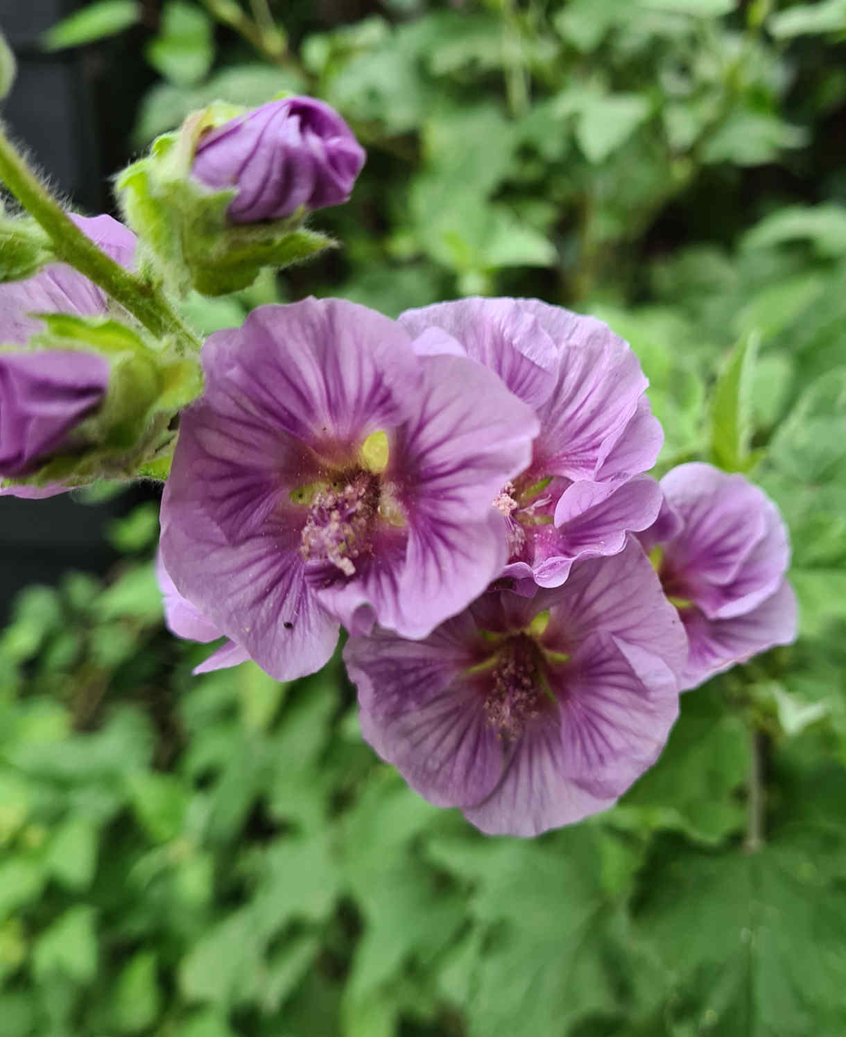 Lavatera Lilia Twirl - 9cm pot | 1 x 9cm | Light Pink