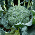 Broccoli 'calabrese Komodo' Clubroot-resistant Compact VarietyPro Grower Plugs | Set of 8 | Green