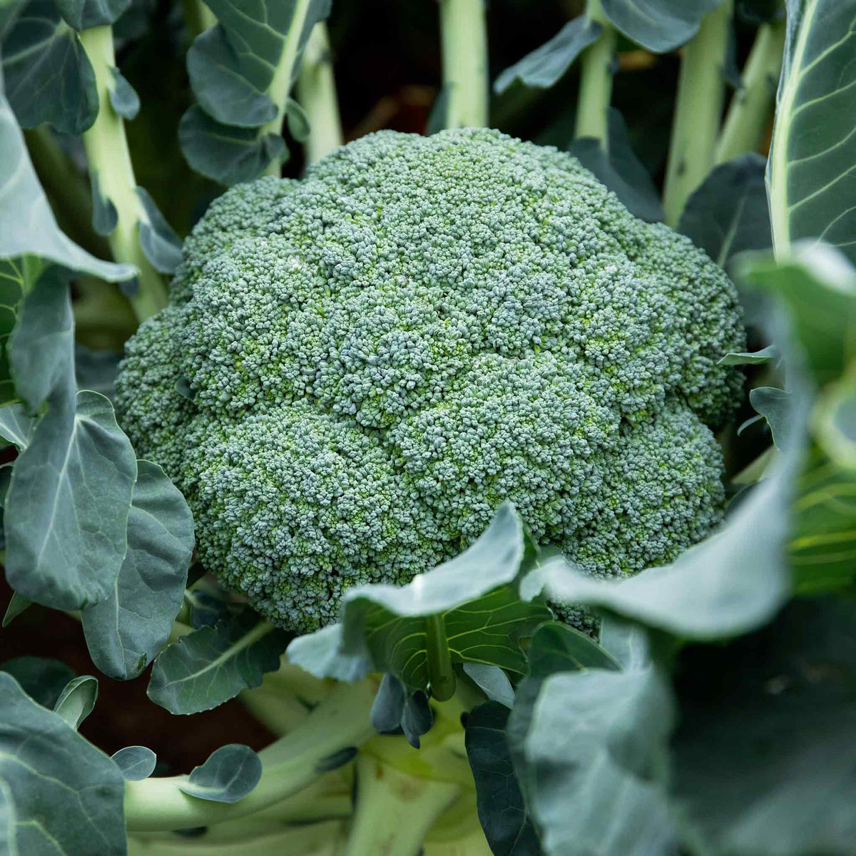 Broccoli 'calabrese Komodo' Clubroot-resistant Compact VarietyPro Grower Plugs | Set of 16 | Green
