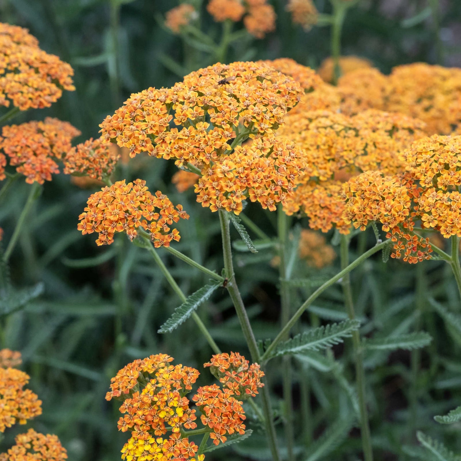Achillea Millefolium 'terracotta' - 9cm Pots | 1 x 9cm | Orange
