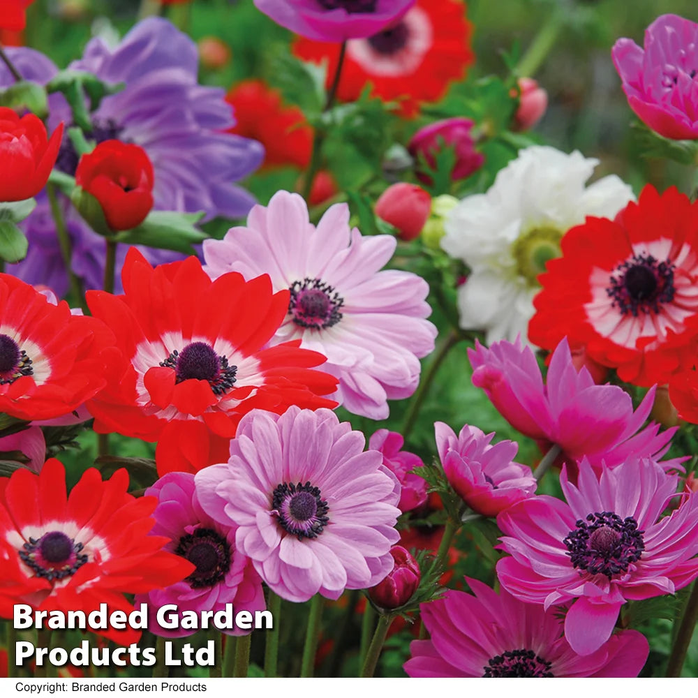 Bumper Spring Bulb Collection Bulbs | 800 x Bulbs