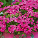 Petunia, Bacopa & Verbena Plug Collection - Set of 12 | 12 x Plug Plants | Blue & Pink