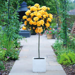 Rose Patio Standard 1 X 40cm Bare Root Plant | Yellow