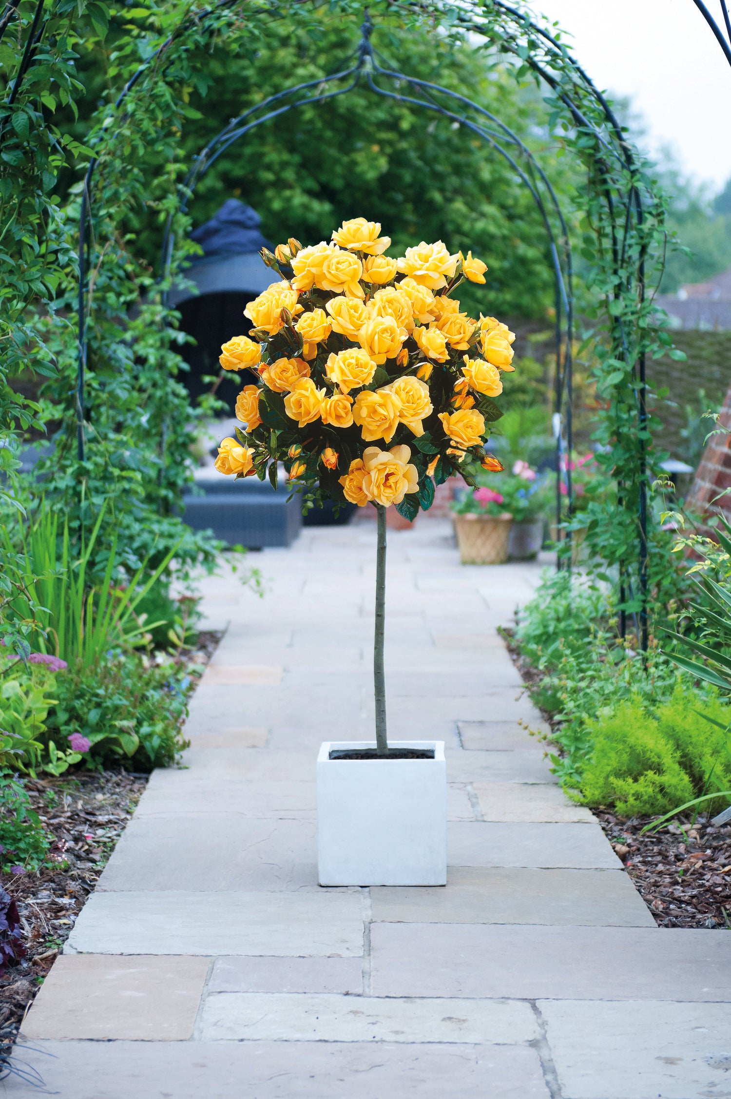 Rose Patio Standard 1 X 40cm Bare Root Plant | Yellow