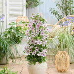 Clematis 'ithemba' - 7cm Pots | 1 x 7cm | Pink