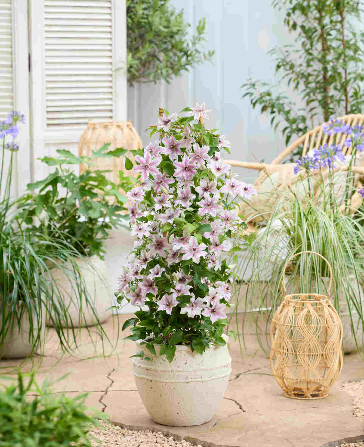 ‘hope And Harmony’ Clematis Collection - 7cm Pots | 3 x 7cm | Multi