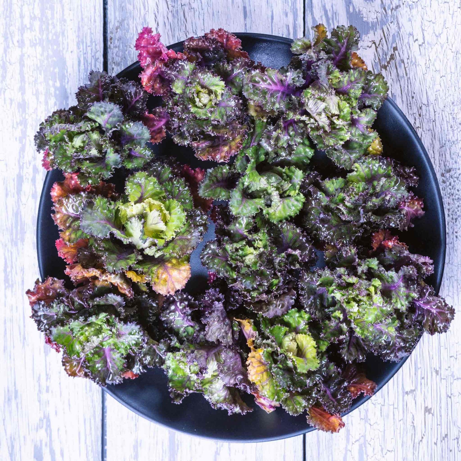 Kalettes Kale X Brussels Sprout Winter-hardy | 16 x Plug Plants | Green