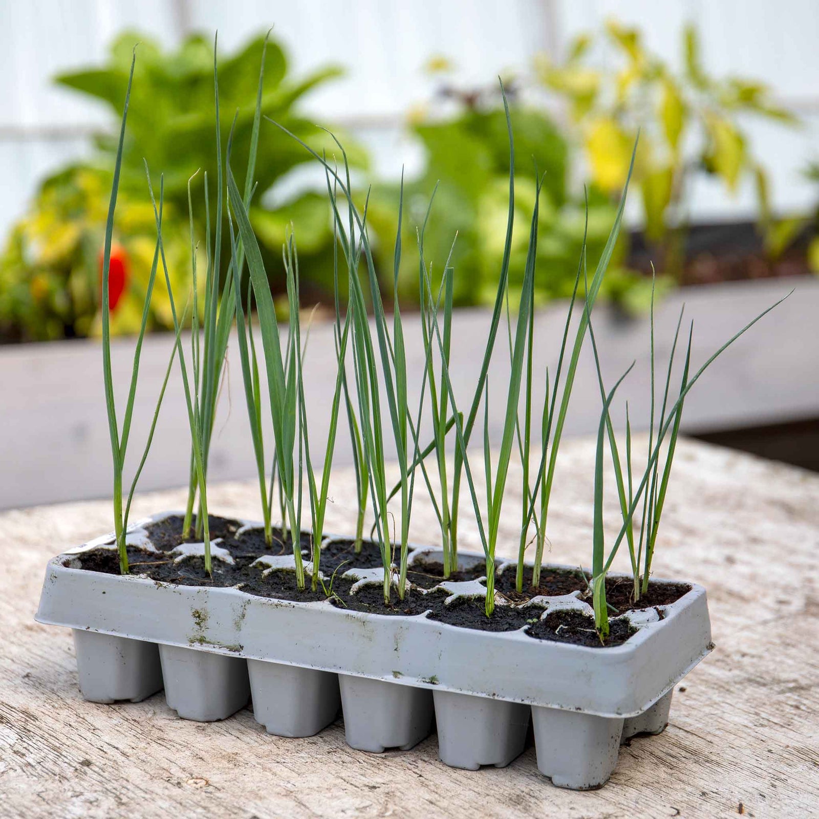 Leek 'jolant' - Vigorous Hardy Variety, Mild Flavour | 12 x Garden Ready Plugs