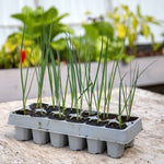 Leek 'tornado' High-yield Winter-hardy | 12 x Garden Ready Plugs | Green & White