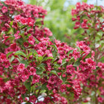 Weigela 'bristol Ruby' - Deep Ruby-red Deciduous Shrub, Pollinator Friendly | 1 x 7.5L | Pink